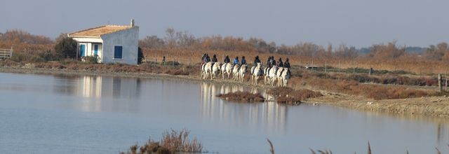 EN CAMARGUE ...