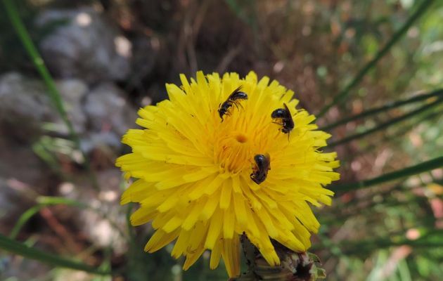 des bébètes sur une fleur