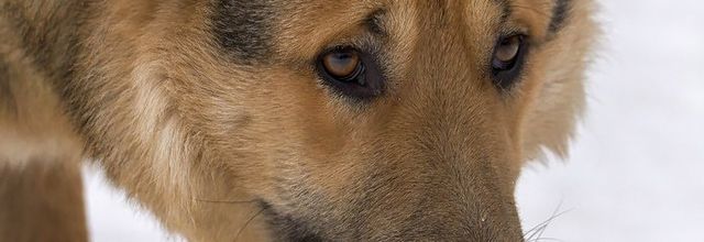 Sons de la nuit avec le feu et les loups