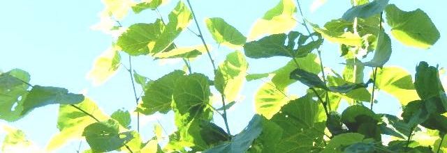 Il fait chaud ,voir trés chaud, mais dehors