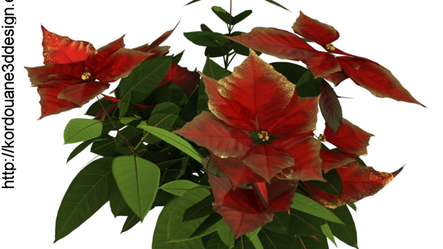 Tube de fleurs "Poinsettia" rouge (render-image)