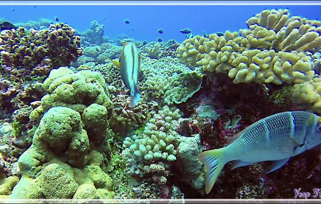 Empereur bossu ou gros yeux ou Daurade tropicale, Humpnose big-eye bream or Bigeye emperor (Monotaxis grandoculis) - Passe Tumakohua - Fakarava sud - Tuamotu - Polynésie française