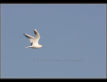 Mouette rieuse (Chroicocephalus ridibundus) et Goéland leucophée (Larus michahellis)
