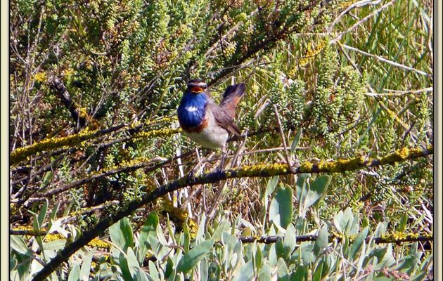 Gorge-bleue à miroir, Bluethroat (Luscinia svecica) - Ars-en-Ré - Ile de Ré - 17