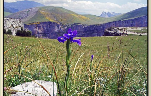 Flore des Pyrénées (Images de mon ancien blog, année 2010)