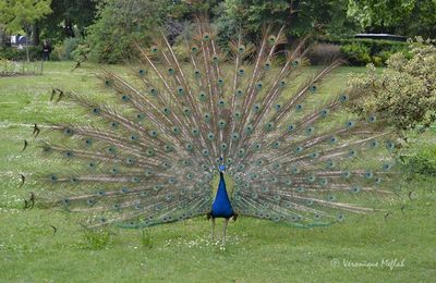 Lac Daumesnil : La roue du paon bleu