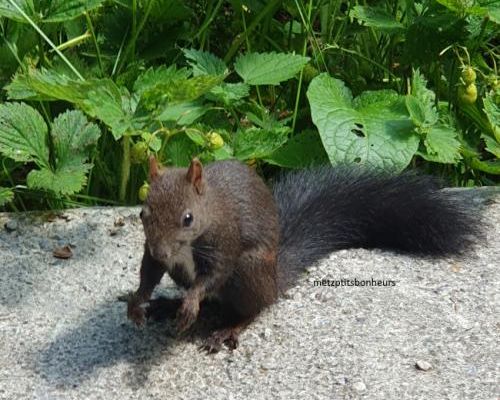 Explique- nous stp...