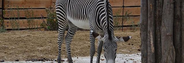 Le Parc Zoologique de Paris : Serdtse le Zèbre de Grévy