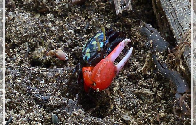 Crabe violoniste commun mâle, Common fiddler crab (Uca tetragonon) - Huahine - Polynésie française