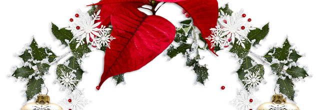 Le poinsettia