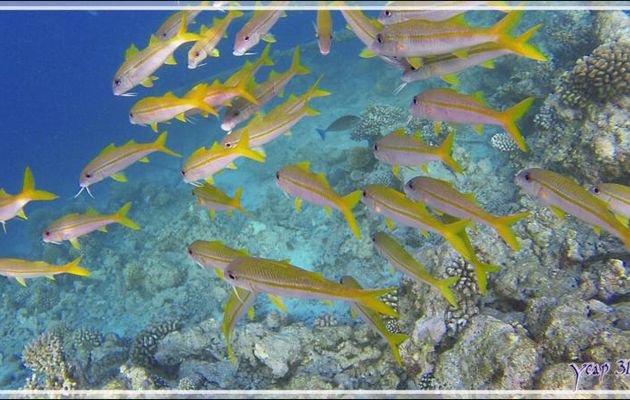Rouget à nageoires jaunes ou Surmulet sans tache, Yellowfin goatfish (Mulloidichthys vanicolensis) - Snorkeling à Thudufushi - Atoll d'Ari - Maldives
