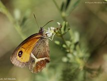 Ocellé rubané ou Tityre ♀ - Pyronia bathseba - Nymphalidae