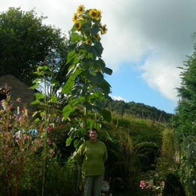 En 2014 mes fleurs au jardin