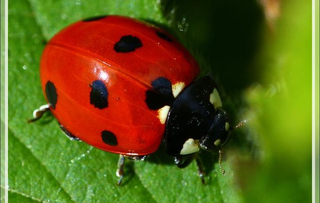 Coccinelle à sept points (Coccinella septempunctata) - Lartigau - Milhas - 31