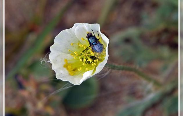 Le Pavot arctique blanc et la Mouche bleue, White arctic poppy and the blue fly (Papaver radicatum) - Pond Inlet - Baffin Island - Nunavut - Canada