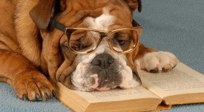 Une vie de chien !