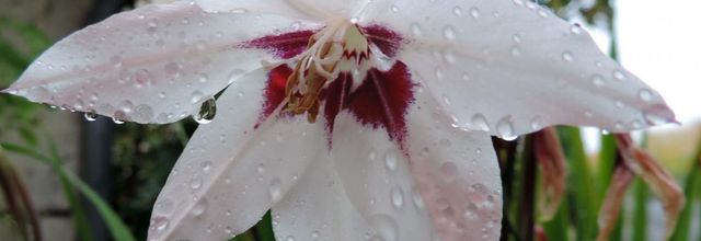 des gouttelettes sur une fleur 