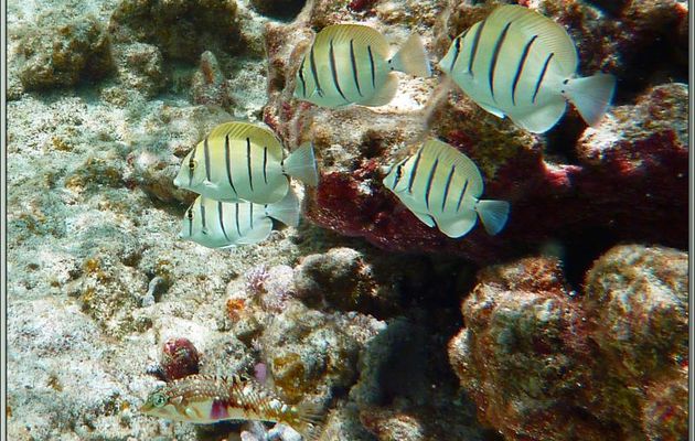 Poisson-chirurgien bagnard, chirurgien à raies noires (Acanthurus triostegus) et Labre nébuleux femelle (Halichoeres nebulosus) - Bird Island - Seychelles