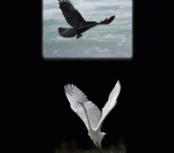 Les oiseaux blancs et les oiseaux noirs