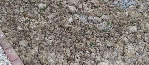21/03/2015 préparation du parterre de fleurs