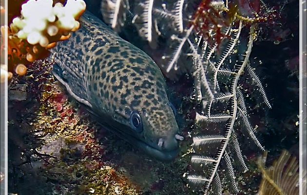 Peut-être jeune Murène de Java, Murène géante, Giant moray (Gymnothorax javanicus) - Betaniazo - Nosy Tsarabanjina - Nosy Mitsio - Madagascar