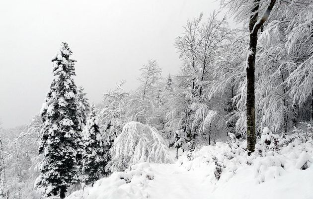 Paysages des Pyrénées (Année 2008)