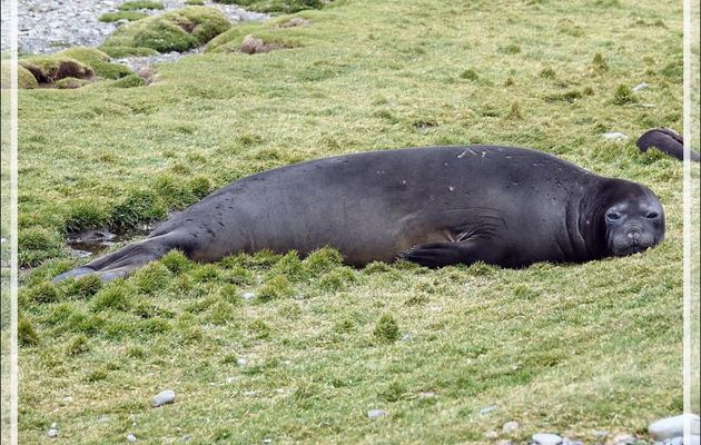 Éléphant de mer vs Otarie - Whistle Cove - Fortuna Bay - Géorgie du Sud