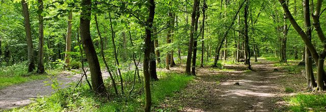 Circuit de Maisons-Laffitte : la forêt de Saint-Germain-en-Laye