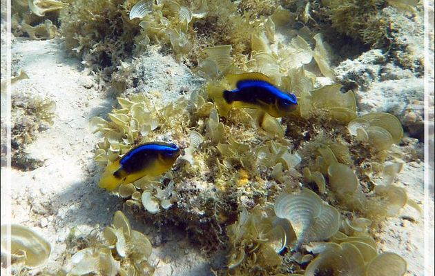 Demoiselle de Brownrigg, Surge damselfish (Chrysiptera brownriggii) - Moorea - Polynésie française