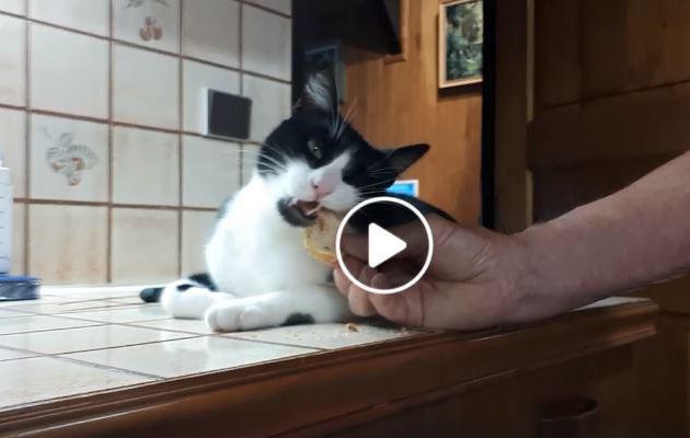 Les petits plaisirs de notre gentil matou Câlinou