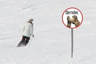 La marmotte sent le poisson ....