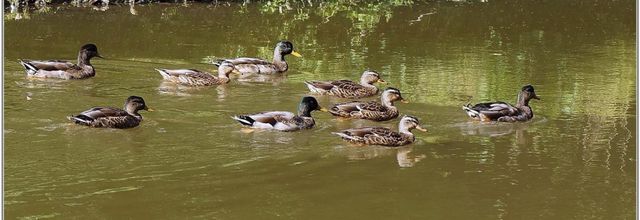 Canard Colvert (3) - Anas platyrhynchos