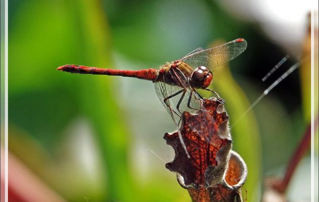 Couple (?) de libellules Sympétrum rouge sang ou Sympétrum sanguin (Sympetrum sanguineum) - Lartigau - Milhas - 31