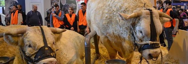 Salon International de l'Agriculture 2015 : La Charolaise : GANDIN et E MAIL