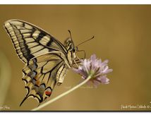 Machaon