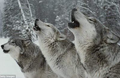 Quand des animaux en sauvent d'autres 