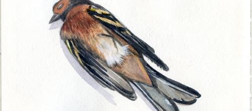 L'oiseau mort (Jean Richepin)