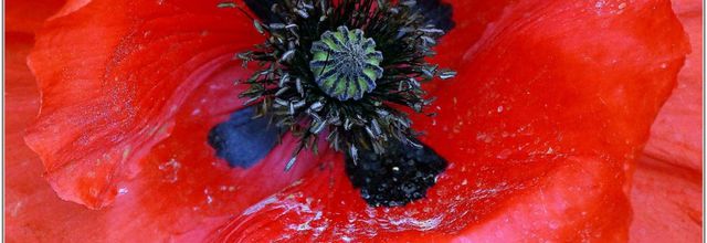 Coquelicot (1) - Papaver rhoeas