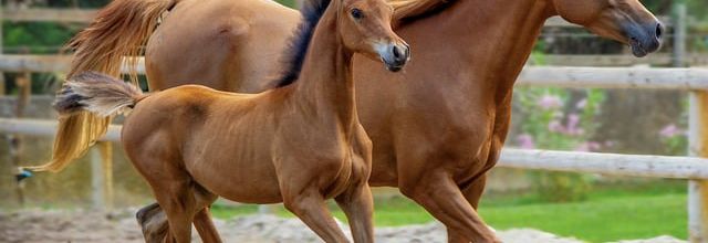 Ressentir la vie à dos de cheval 