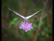 Demi-deuil (Melanargia galathea) - Nymphalidae