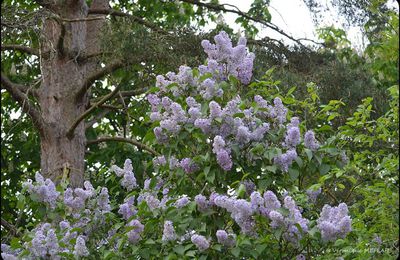 Rambouillet : Le Lilas
