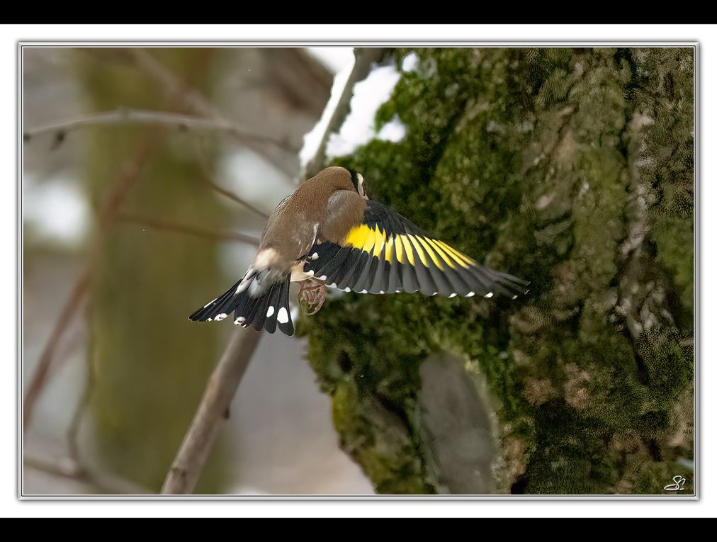 01 - Oiseaux