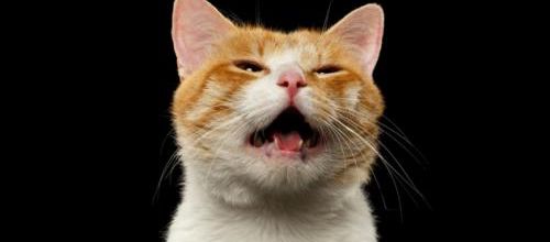 Pourquoi mon chat miaule la nuit