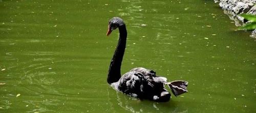 ... c'est un cygne...
