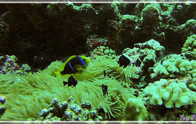 Poisson-clown à nageoires jaunes, Orangefin anemonefish (Amphiprion chrysopterus) - Passe Tumakohua (passe sud) - Atoll de Fakarava - Tuamotu - Polynésie française