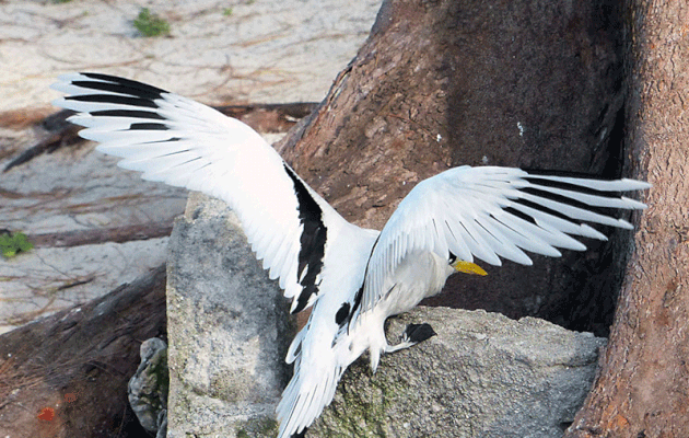 Animation gif : retour au nid pour le Phaéton à bec jaune (Phaethon lepturus) dit "paille-en-queue" - Bird Island - Seychelles
