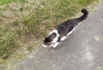 photos plaisir -  Miaou 