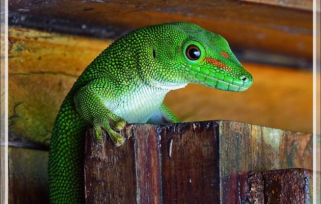Gecko géant de Madagascar (Phelsuma madagascariensis grandis) - Nosy Be - Madagascar