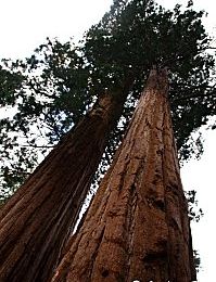 USA - Sequoïa Parc National- Modesto