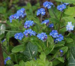 Le club des 5 bleus du printemps